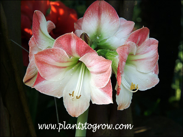 Amaryllis Apple Blossom (Hippeastrum)
